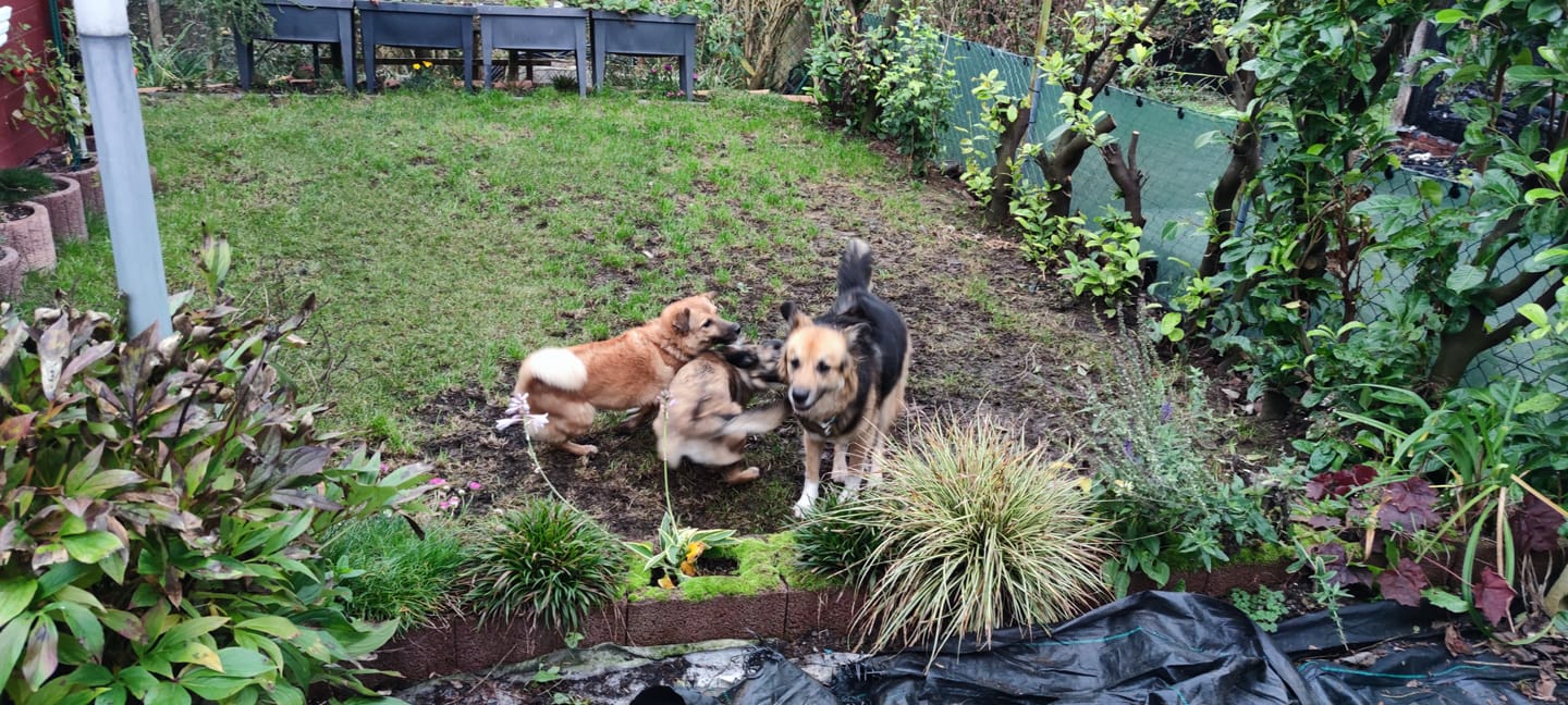 Customer photo review of Wohlfühlmix für Hunde & Katzen bei Stress, Angst, Unruhe & Hyperaktivität