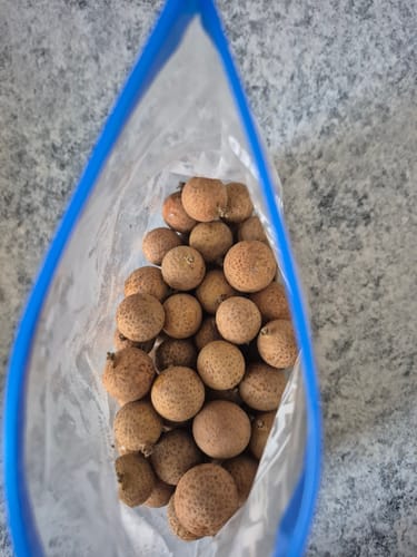 Customer photo review of Longan