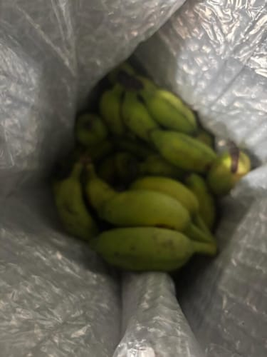 Customer photo review of Baby Banana (Mysore / Manzano Banana)