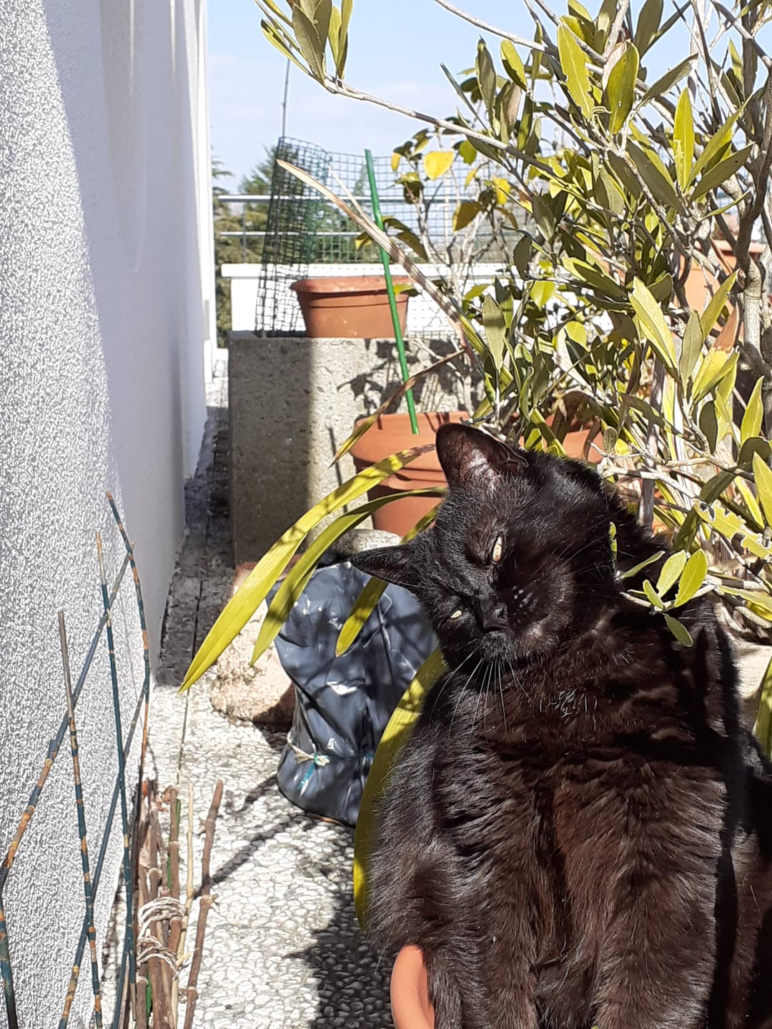 Customer photo review of Pâtée Saumon & Légumes (x16) - Chat