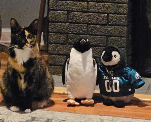 Customer photo review of Adélie Penguin Bird Soft Stuffed Plush Toy