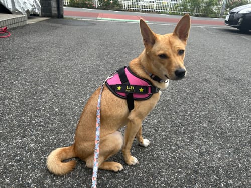 Customer photo review of FunFunPet 高機能ハーネス（お名前タグ作成サービス付き）