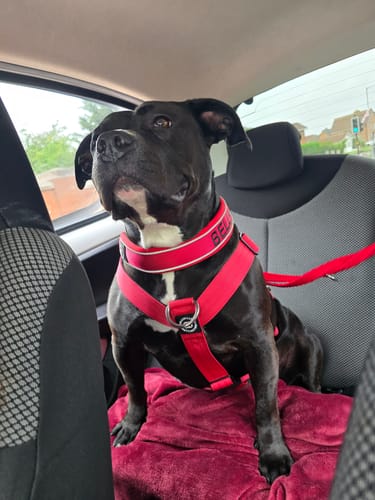 Liam C. review of 4cm Slip on Collar | Foam Padded - Red image 1 out of 1