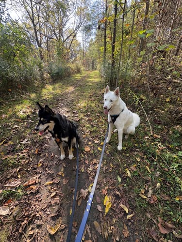 Customer photo review of Obsidian - Classic Biothane Dog Leash