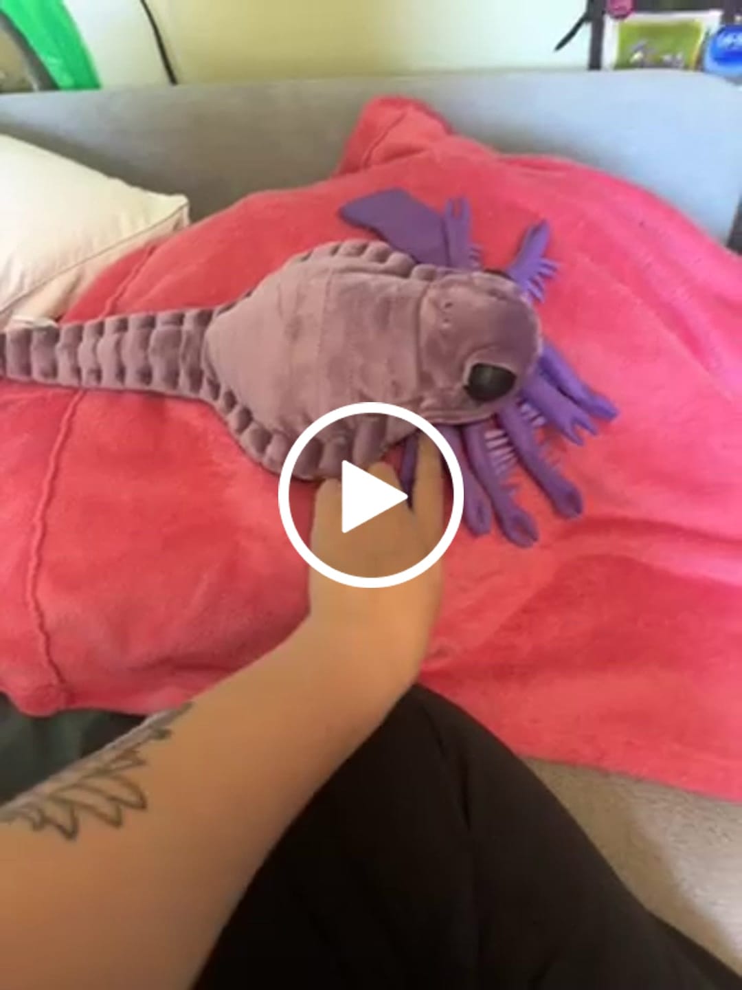 Customer video review of Carcinosoma Soft Stuffed Plush Toy