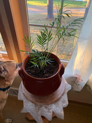 Customer photo review of Parlour Palm Indoor Plant - Easy Care Low Light House plant - Air Purifier Plant in Pot - Parlour Palm- EXACT plant as pictures