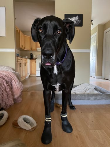 Customer photo review of WagWellies® by wagwear