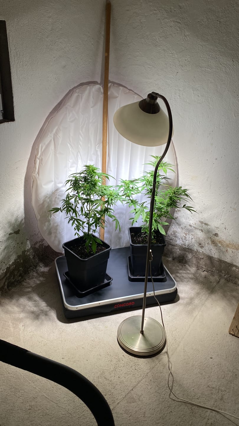 Customer photo review of Pflanzenlampe Sansi LED