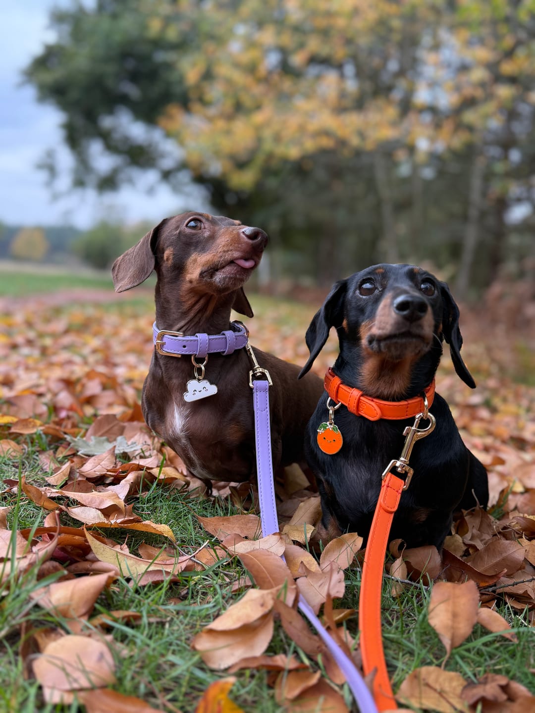 Customer photo review of Cassie Cloud Metal Pet Tag
