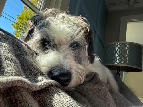 Customer photo review of Gift Bundle: 2 Large Yak Chews and a 6" Hickory Smoked Bully Stick