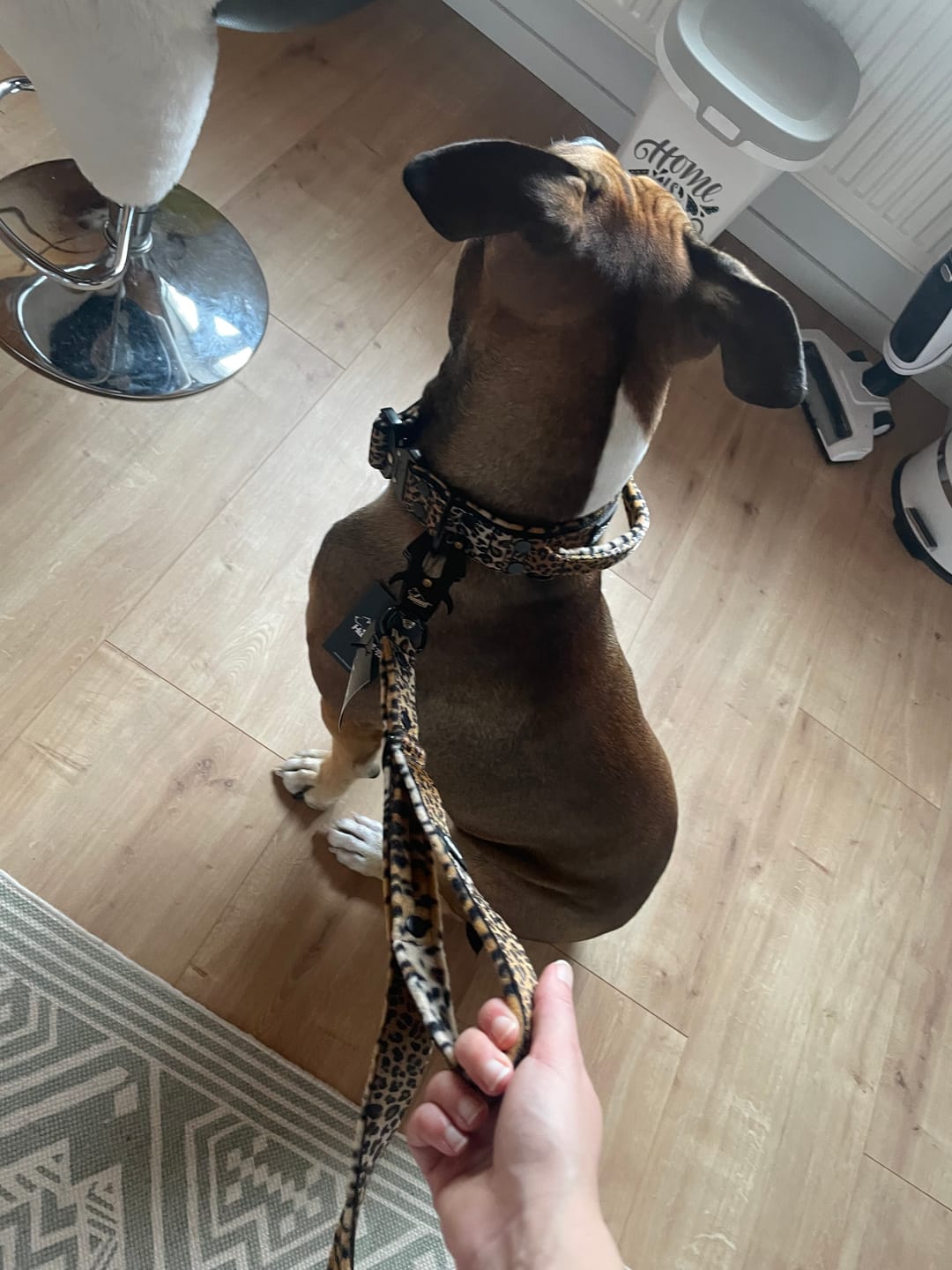 Customer photo review of Multileash Leopard - Multifunktionellt koppel