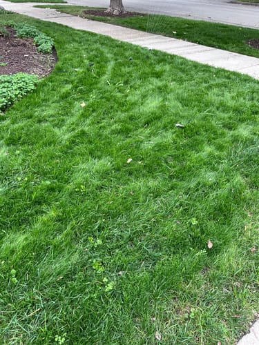 Customer photo review of GCI Turf Type Tall fescue Grass Seed