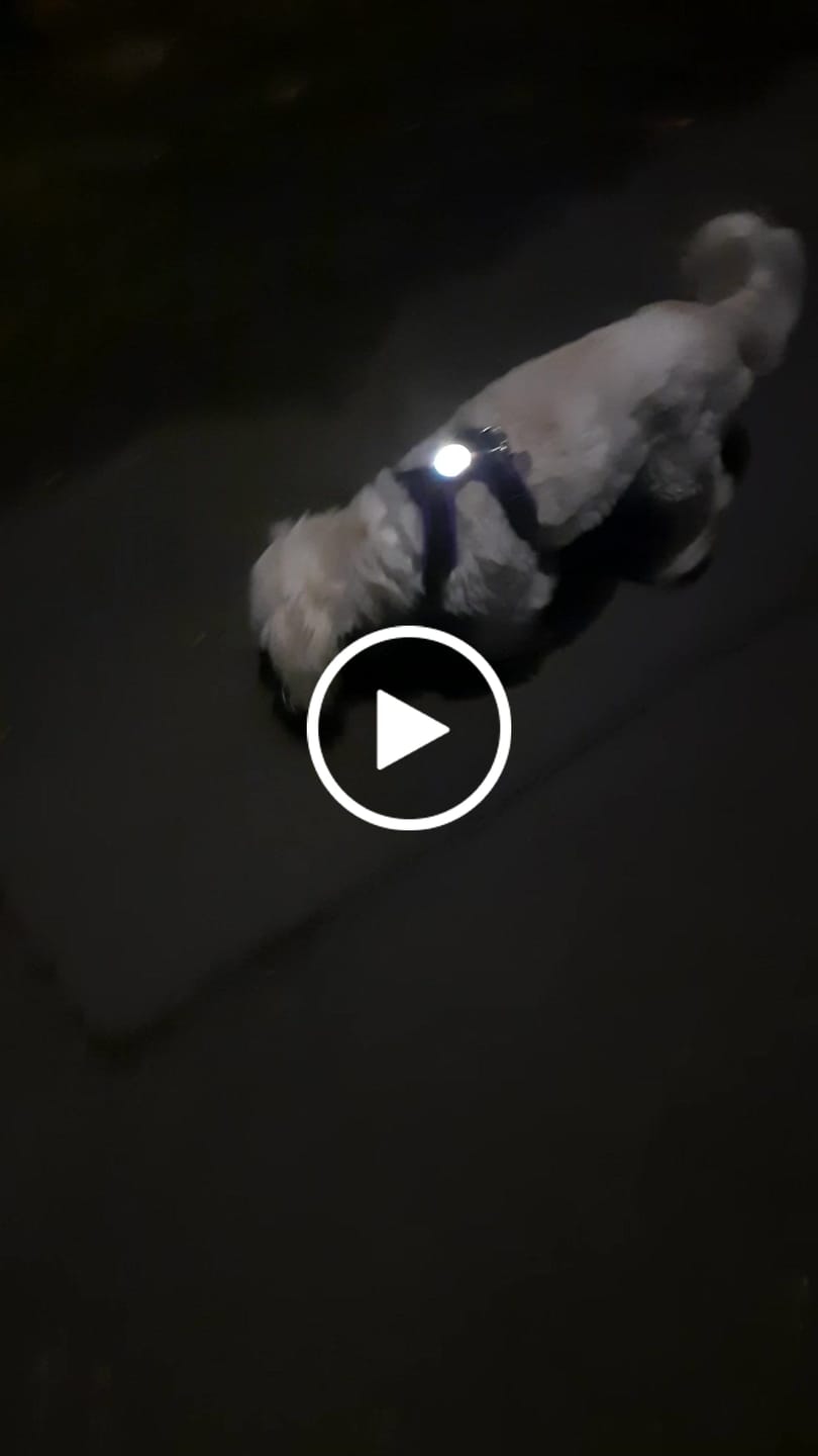 Customer video review of TrekBright® Dog Safety Light