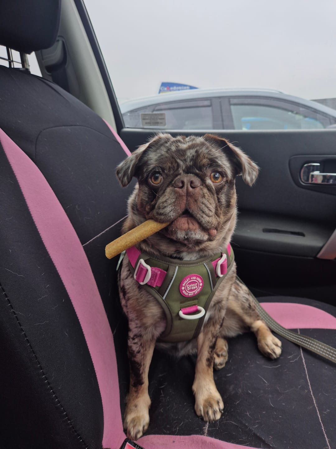 Customer photo review of Trail & Glow® Dog Lead 5ft - COLOUR DROPS® - Olive it Hot