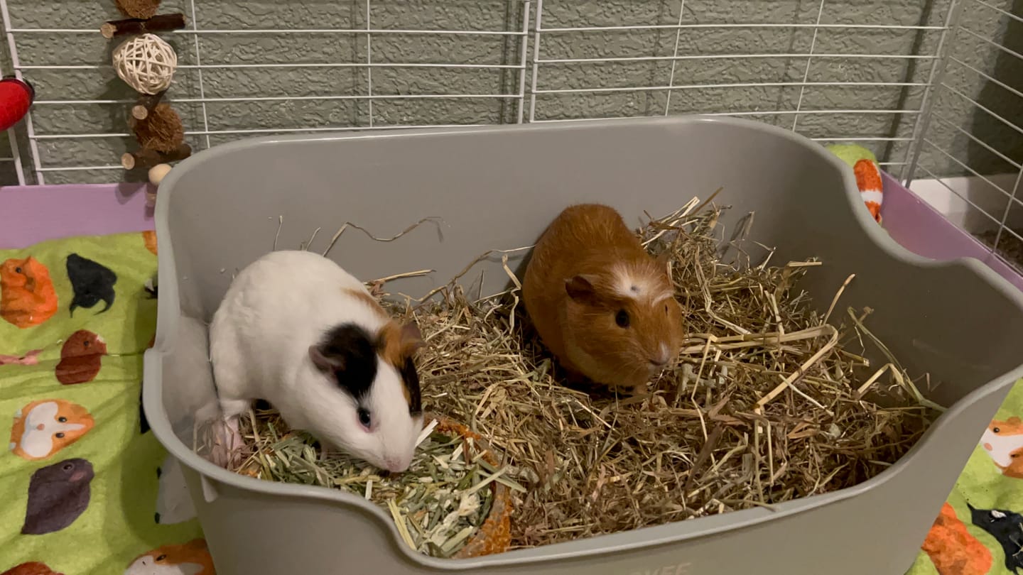 Customer photo review of The Super Pooper For Every Floofer | Litter Tray for Guinea Pigs and Rabbits