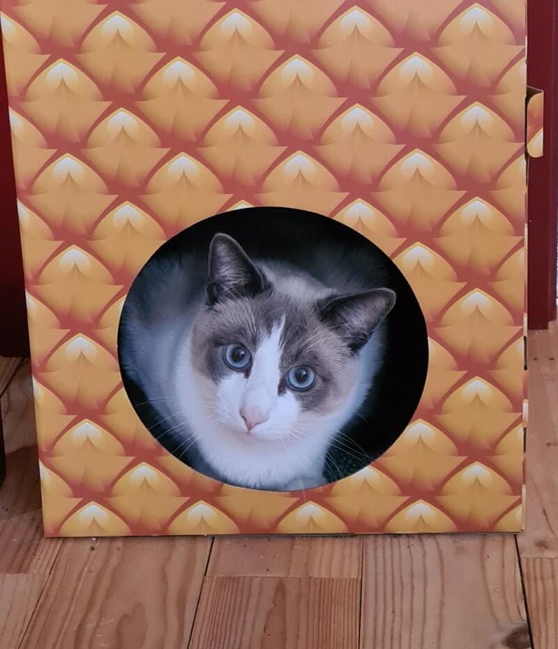 Customer photo review of Pâtée Saumon & Légumes (x16) - Chat
