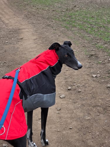 Customer photo review of Blaze - Summer/Winter Sighthound Coat with Harness Hole