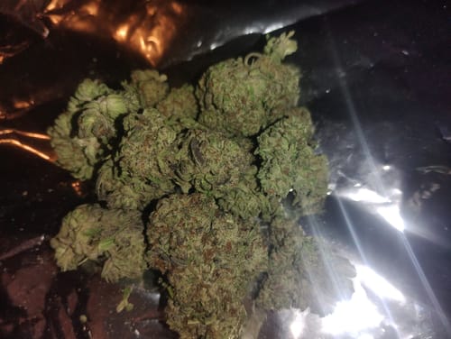 Customer photo review of Gorilla Glue THCA Flower