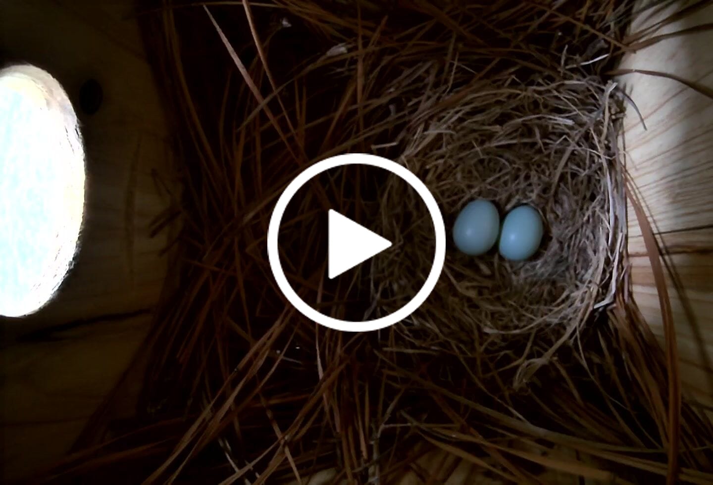 Customer video review of Birdfy Nest Ebony - Wooden Smart Birdhouse