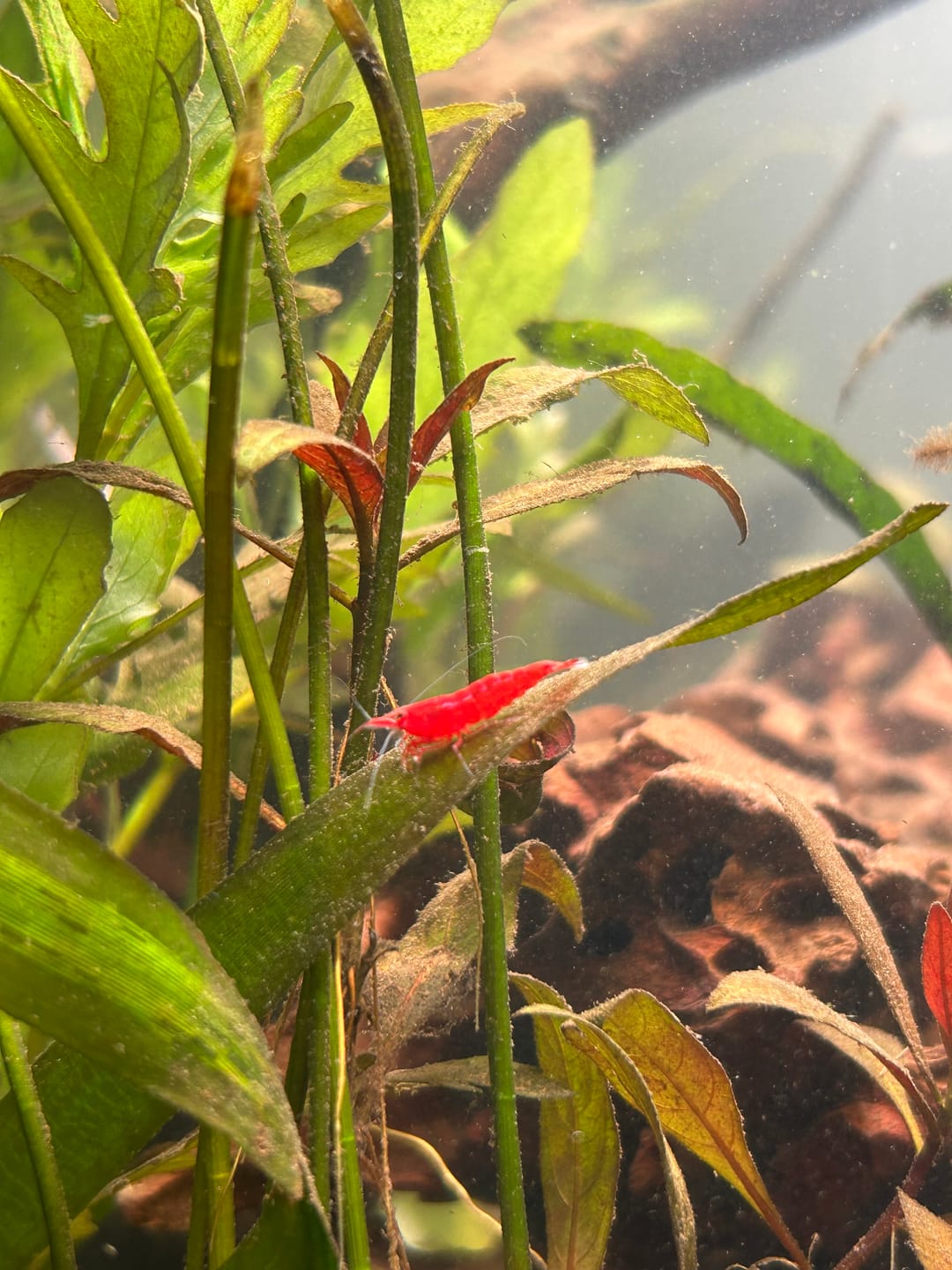 Customer photo review of Fourth Of July Shrimp Pack