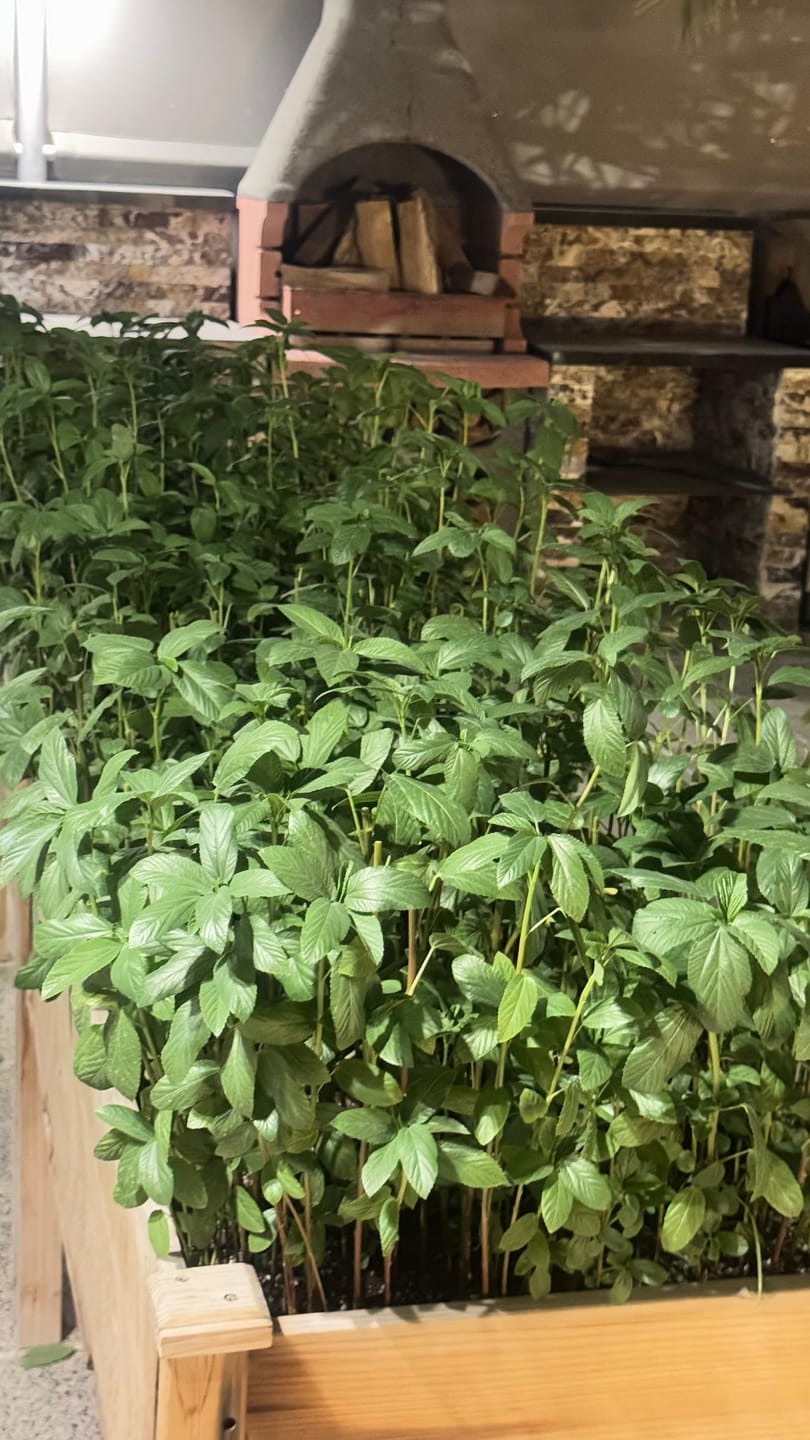 Customer photo review of Compost 12kg