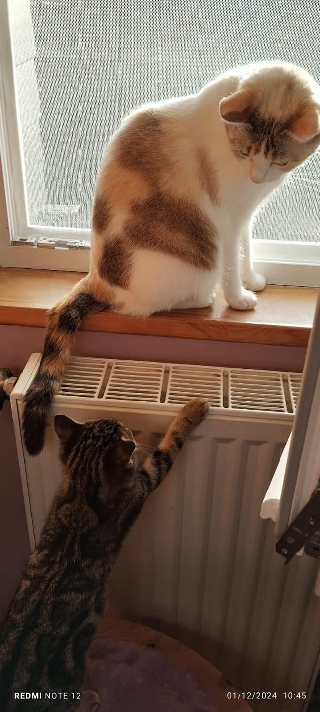 Customer photo review of Émincés Saumon & Légumes - Chat