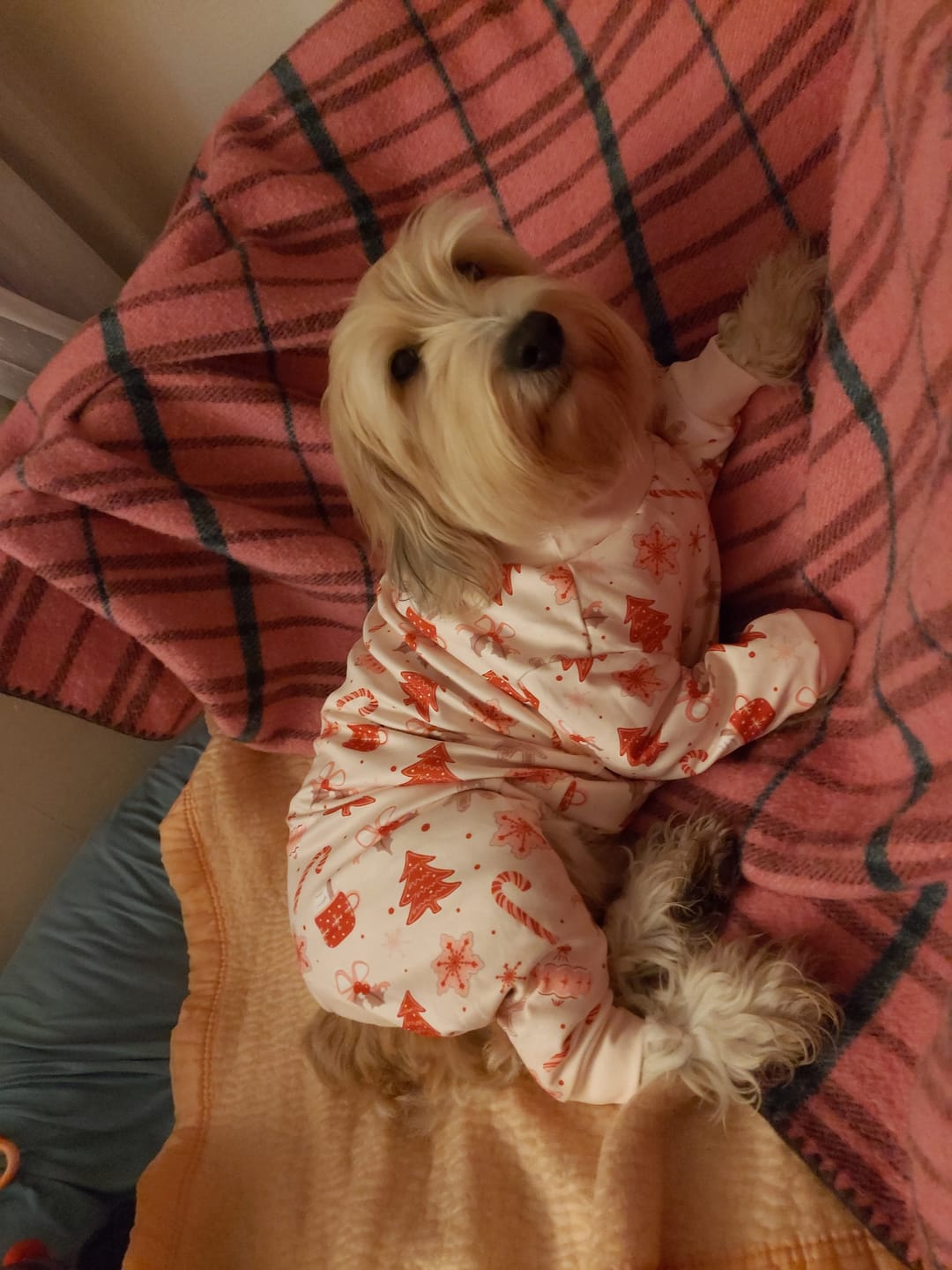 Customer photo review of Dog Christmas Pajama - Candy Cane