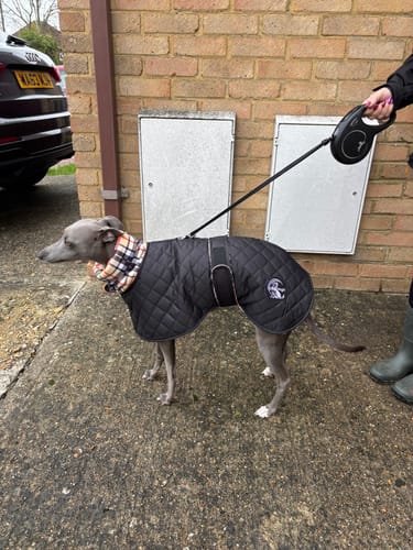 Customer photo review of Oslo - Quilted Waterproof Sighthound Coat with Harness Hole