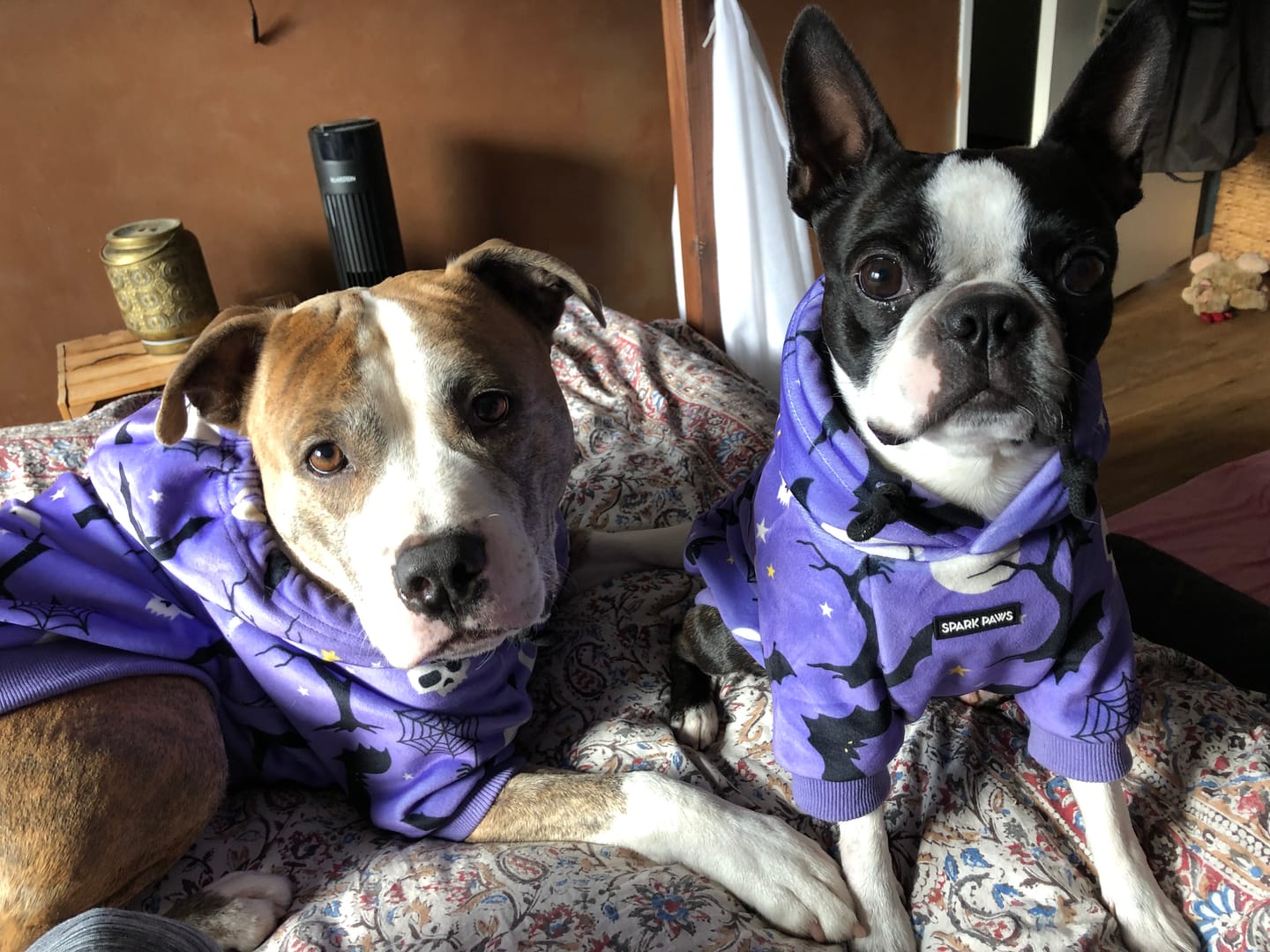 Customer photo review of Halloween Dog Hoodies (Limited Edition)