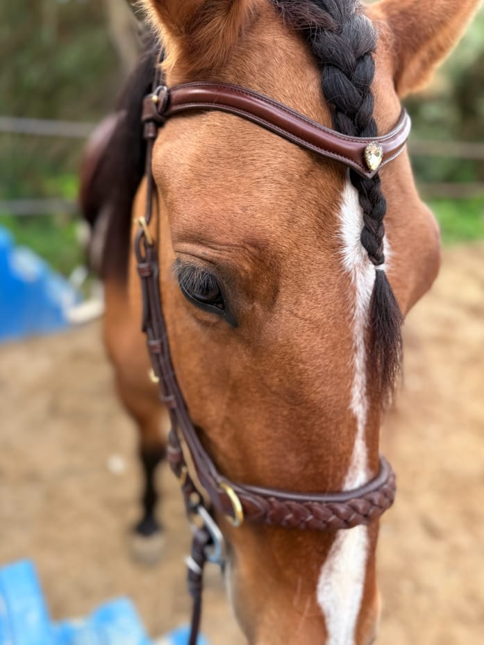 Customer photo review of Odessa bonita Multi Bridle padded - MASEGO bit to bitless system