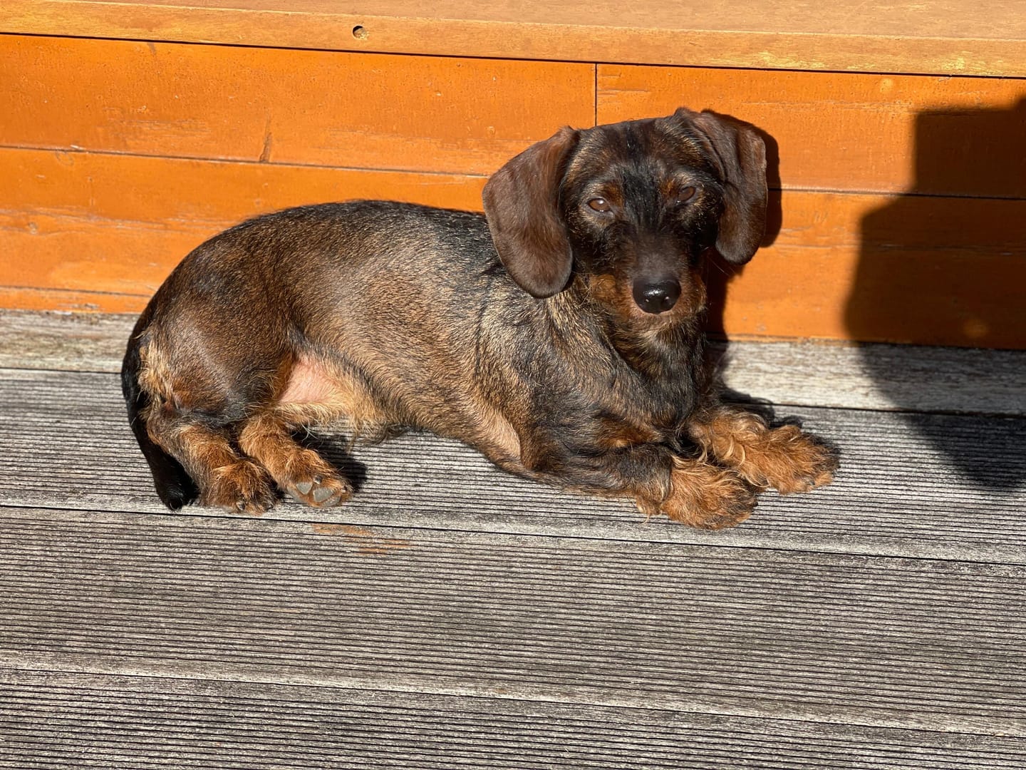 Customer photo review of Box Découverte - Chien Petite Race