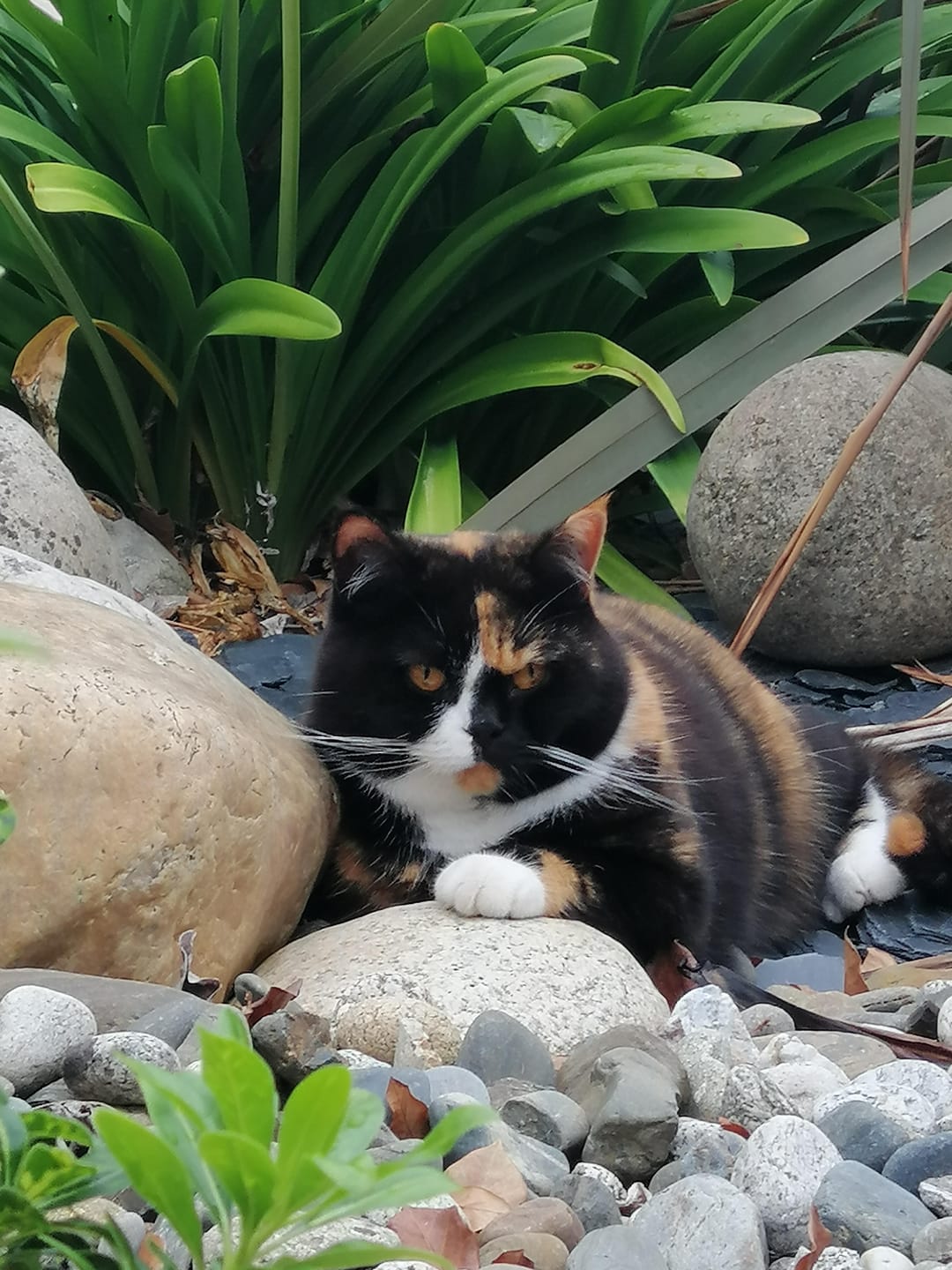 Customer photo review of Pâtée Volaille & Légumes (x16) - Chat