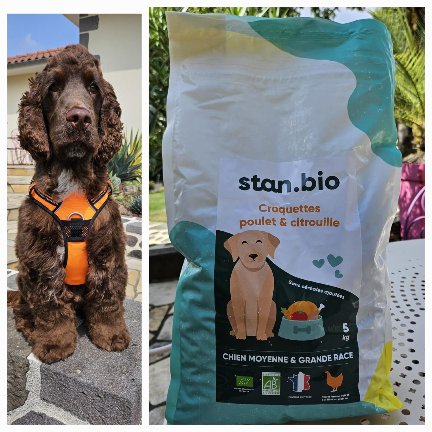Customer photo review of Croquettes Poulet & Citrouille - Chien Moyenne & Grande race