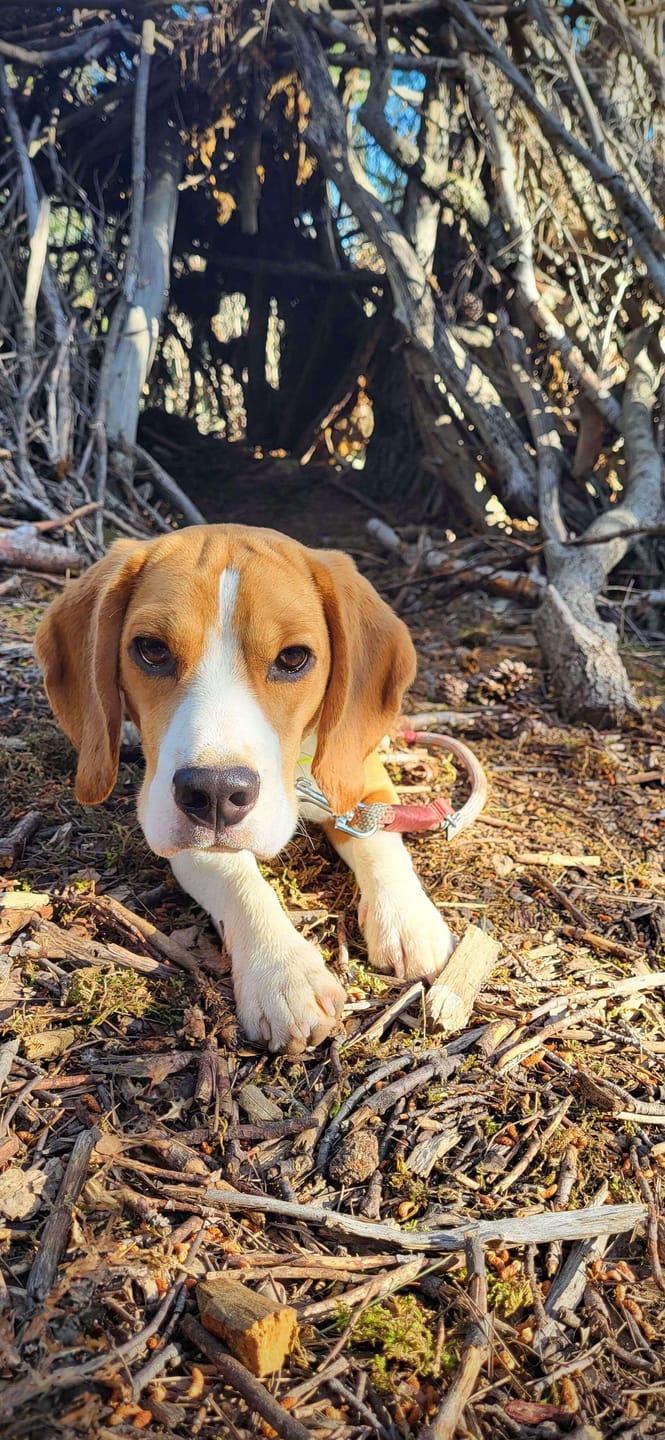 Customer photo review of Croquettes Poulet & Citrouille - Chien Moyenne & Grande race