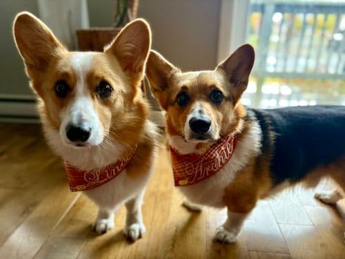 Customer photo review of Embroidered Orange Plaid Fall Bandana