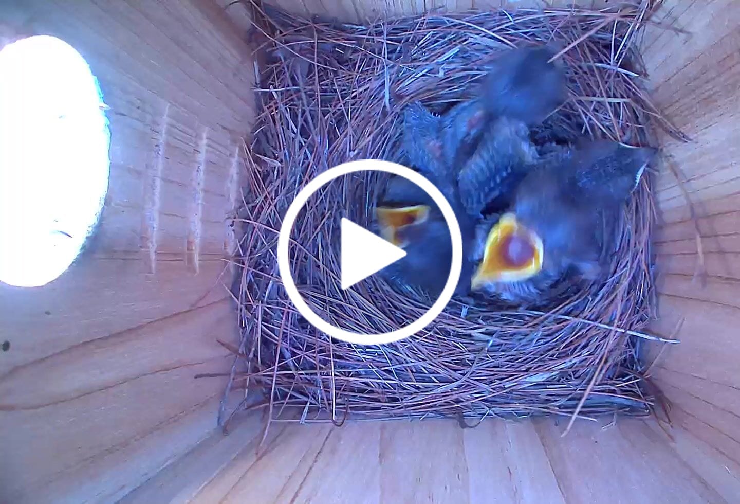 Customer video review of Birdfy Nest Ebony - Wooden Smart Birdhouse