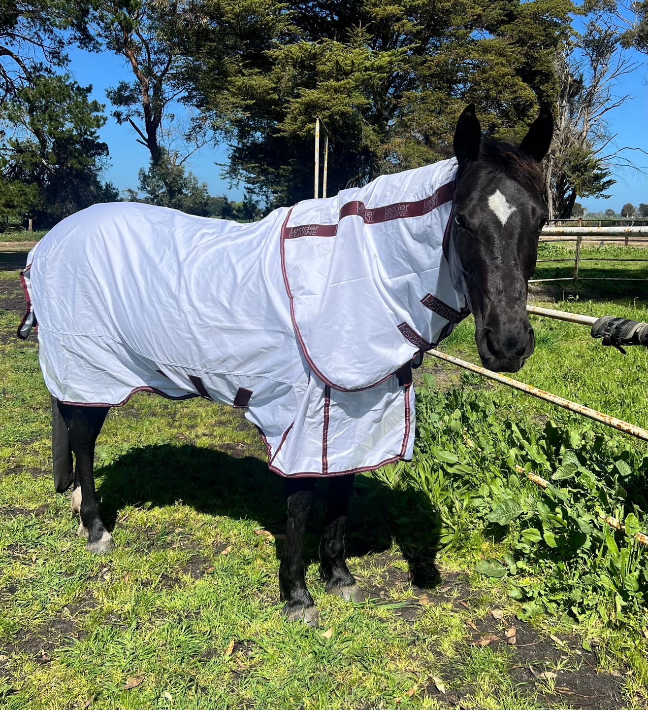 Customer photo review of LE Fieldsafe Summer Sheet