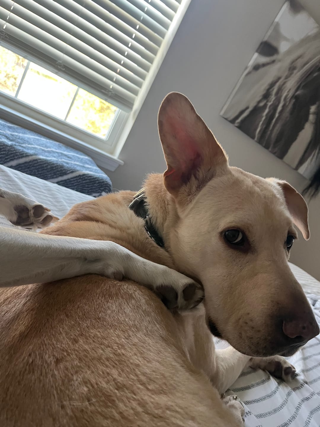 Customer photo review of Seizure Support for Dogs and Cats