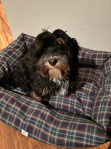 Customer photo review of Divanetto Cotone Scozzese Blu