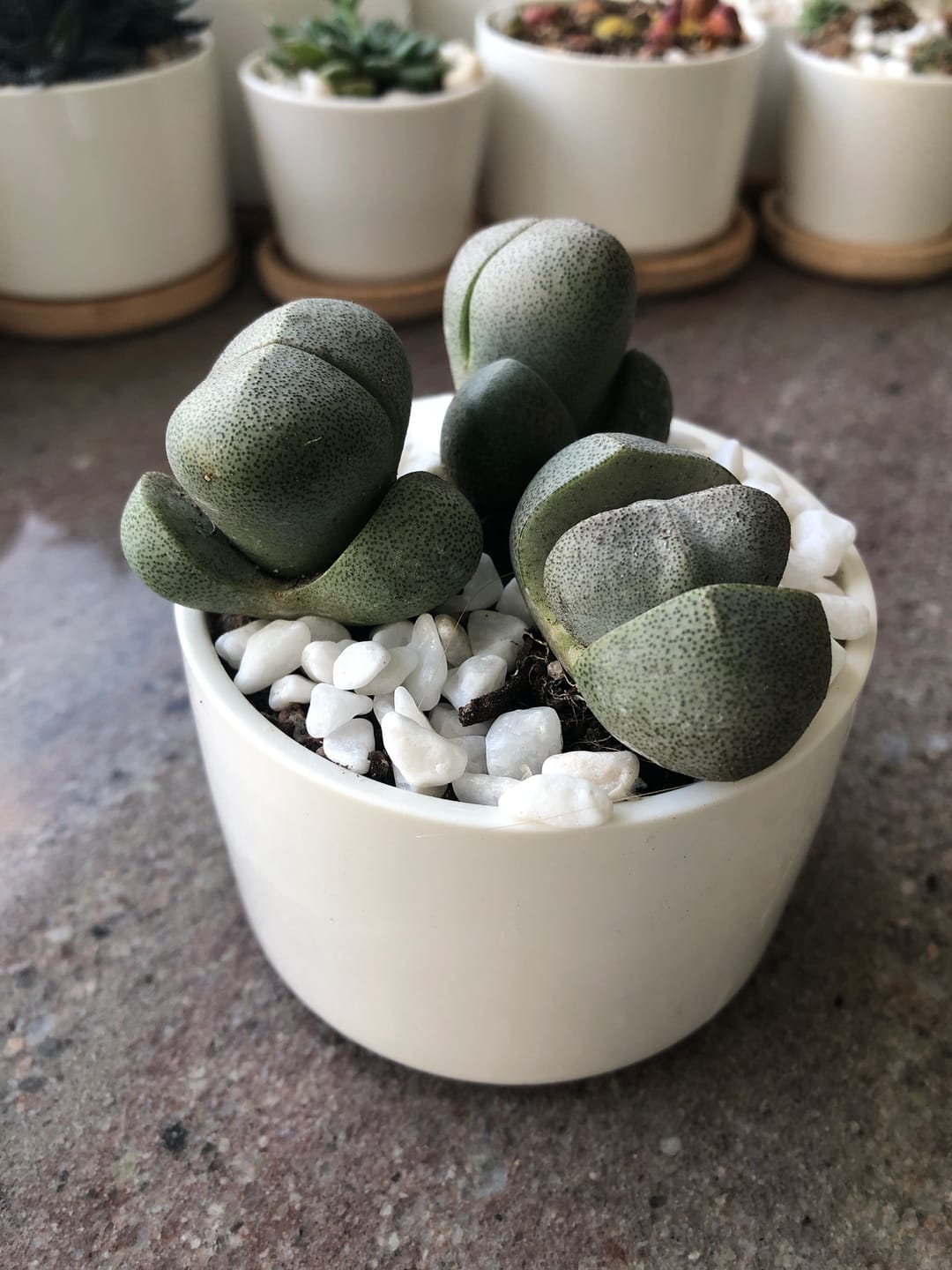 Customer photo review of Pleispilos 'Split Rock'