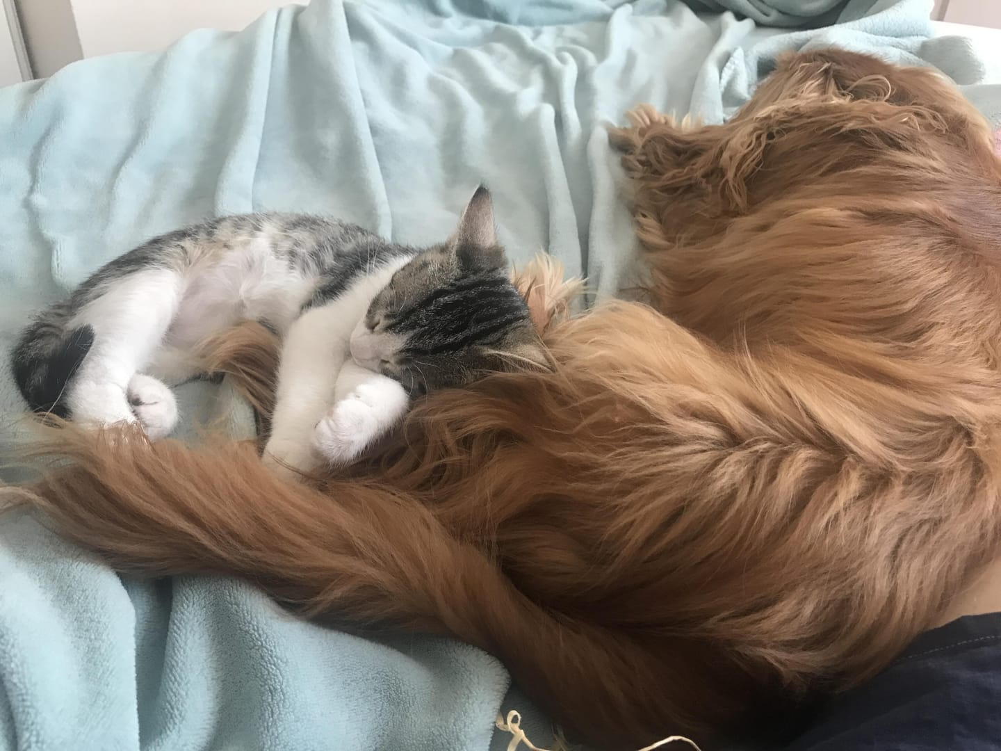 Customer photo review of Croquettes Poulet & Petit Pois - Chaton