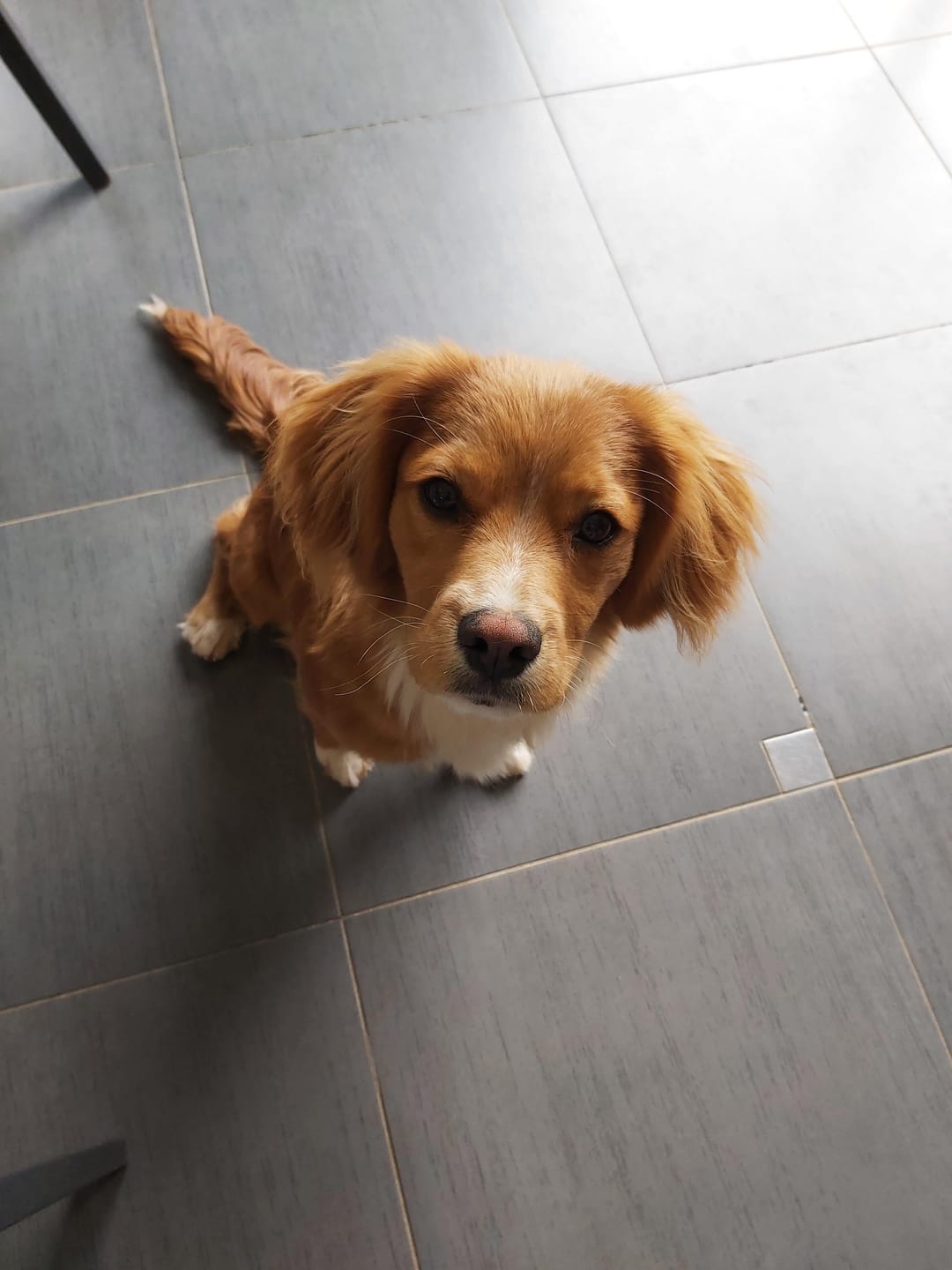 Customer photo review of Croquettes Poulet & Citrouille - Chien Petite Race