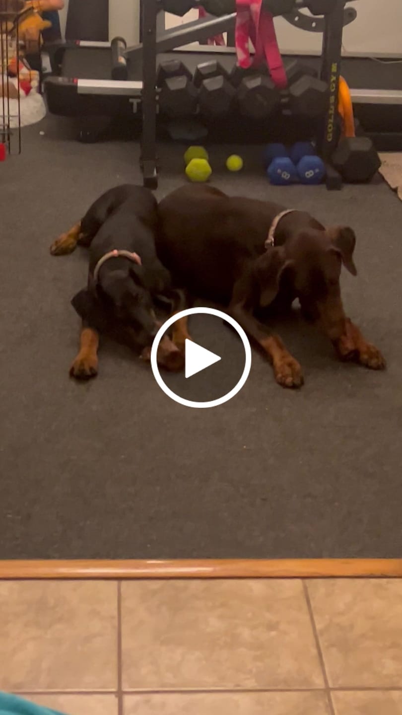Customer video review of 1 LB Chew Pack