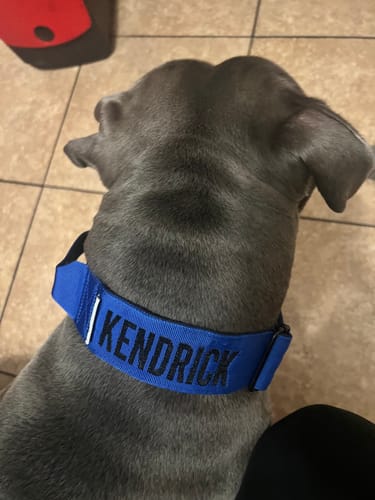 Customer photo review of Blue Bully Proof Collar