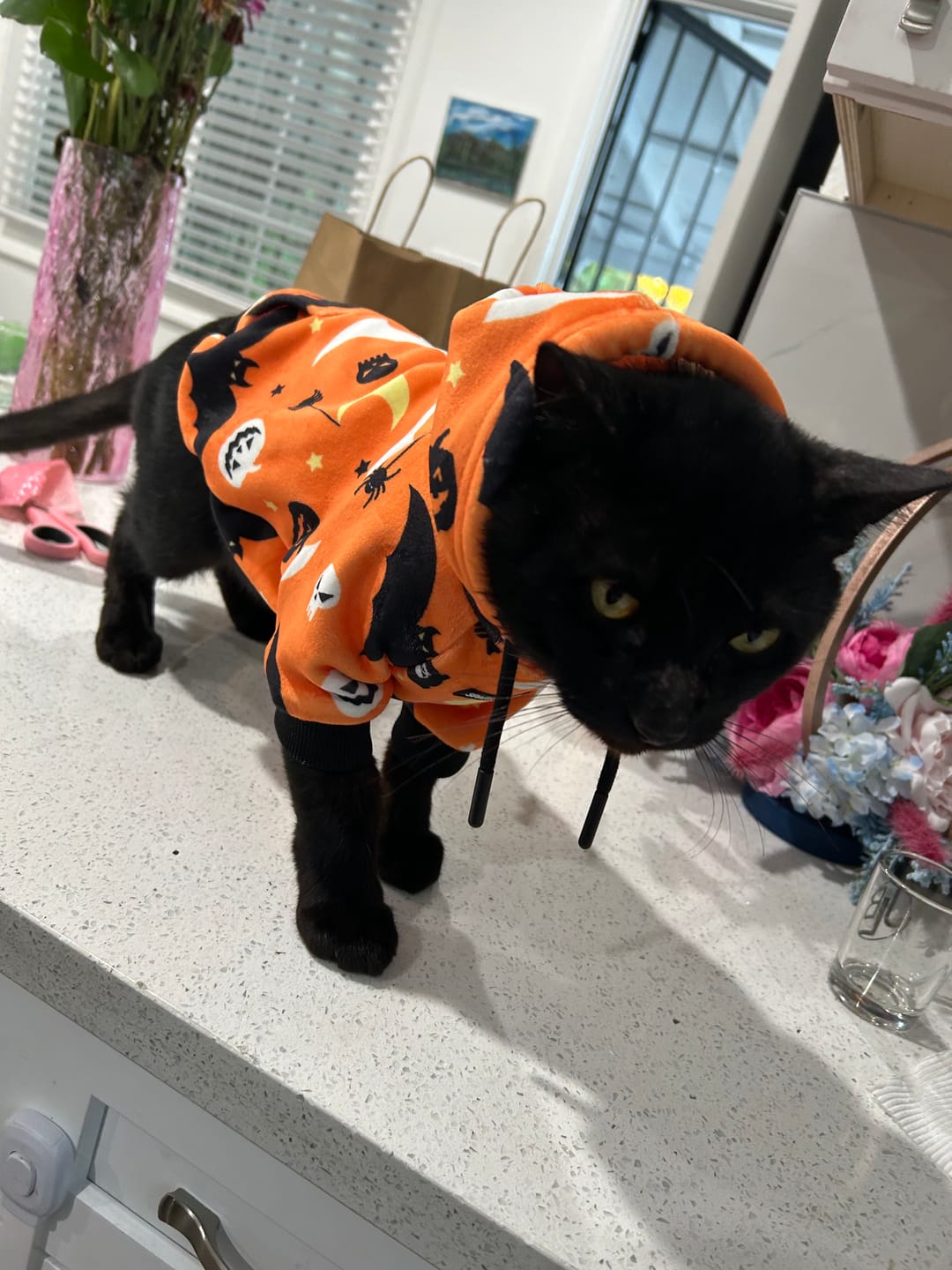 Customer photo review of Halloween Dog Hoodies (Limited Edition)