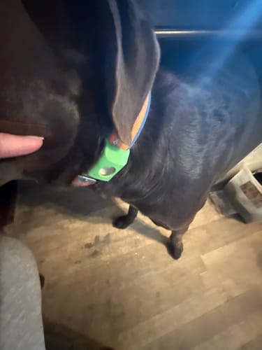 Reseña cliente FurLife