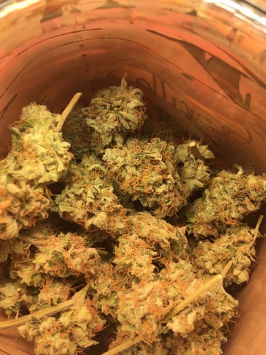 Customer photo review of Hanfstecklinge | Gorilla Zkittlez
