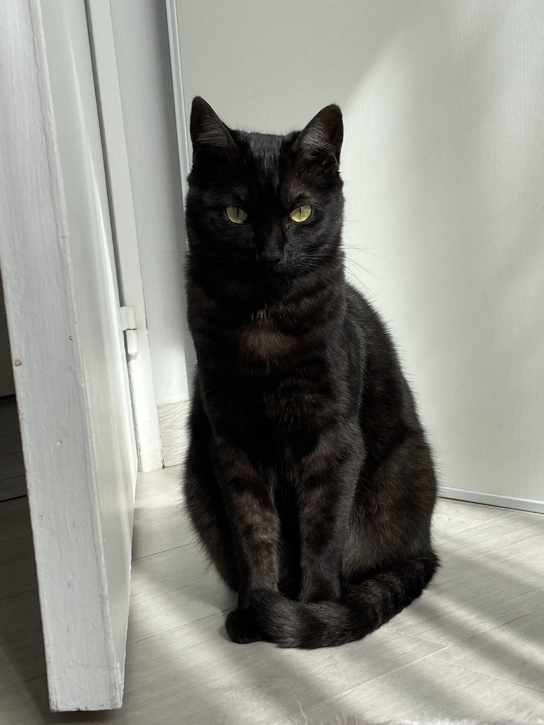 Customer photo review of Pâtée Saumon & Légumes (x16) - Chat