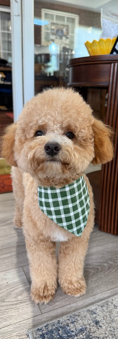 Customer photo review of Custom Reversible Snap-On Dog Bandana