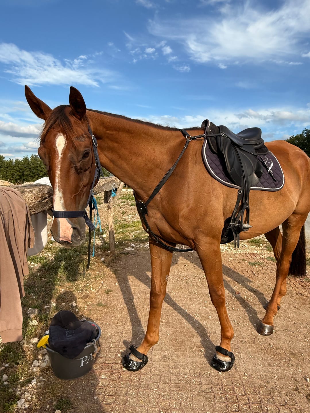 Customer photo review of Renegade® Viper Shield™ Hoof Boot - Black Knight